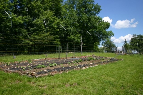 A garden is born