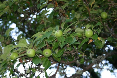We'll have apples this year!