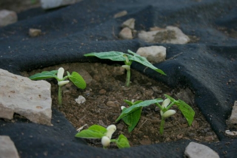 Bush beans