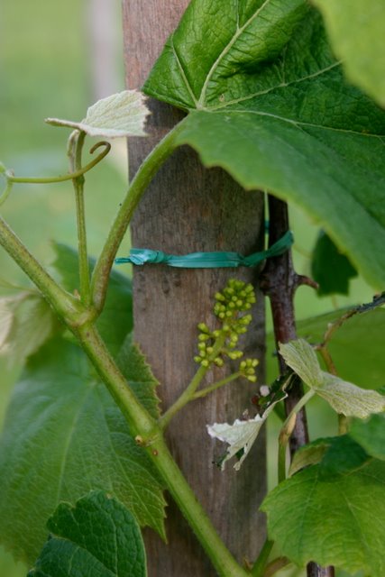 Very few grapes survived a Mother's Day freeze