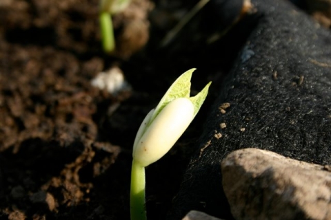 Newly-hatched "Jade" bush bean