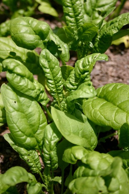 The last of the spinach
