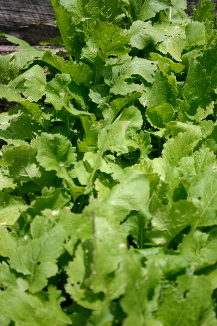 Turnip greens!