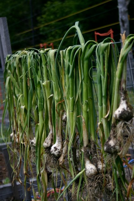 Garlic harvest