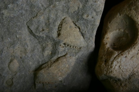Fossils