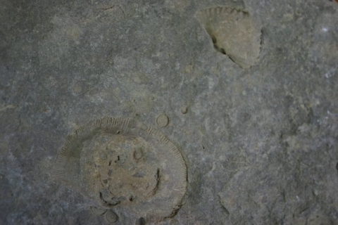 Fossils