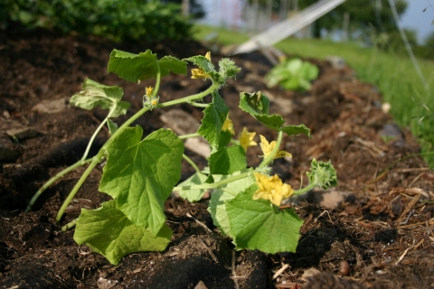 Cucumber