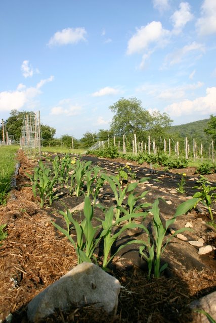 At month's end, we've got corn