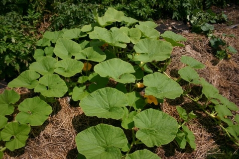 Pumpkin, August 6