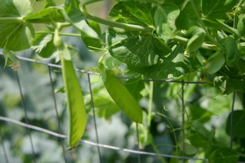 Snow peas, August 6