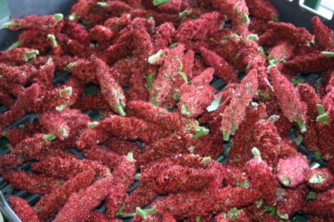 Sumac harvest