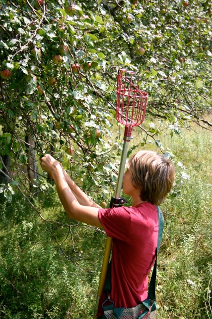 Apple picking, August 16