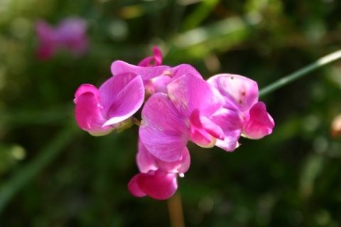 Sweet pea blossom