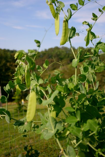Still more snow peas, August 20