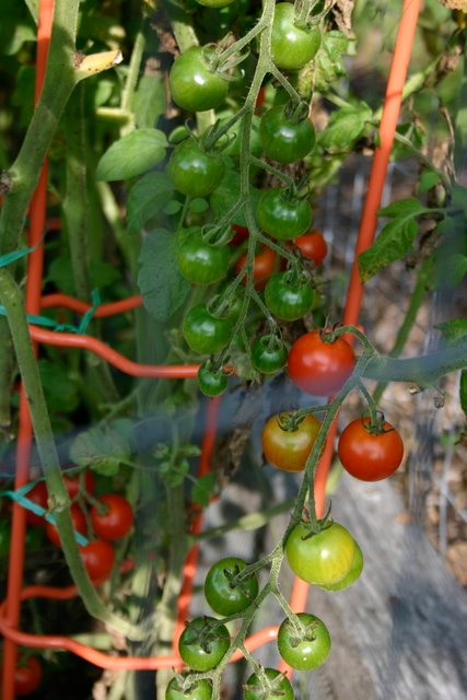 Ripe tomatoes at last! August 20