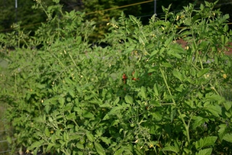 Cherry tomato thicket