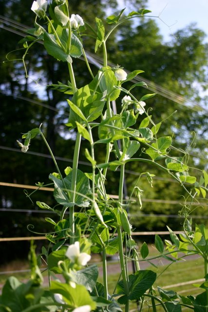 Sugar snap peas arrive, August 20