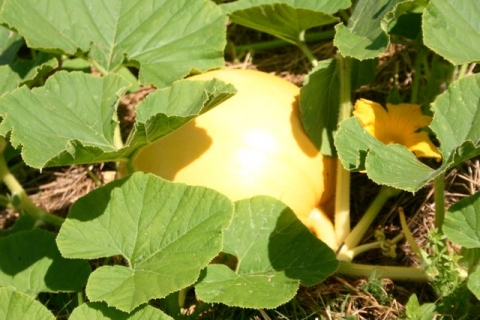 Pumpkin