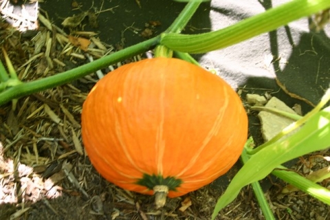 Kabocha "Sunshine" squash