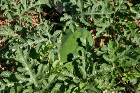 Congo watermelon