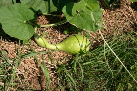 Bird nest gourd