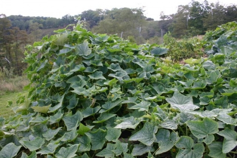 Cucumber vines gone wild
