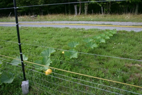 Squash escaping the solar fence