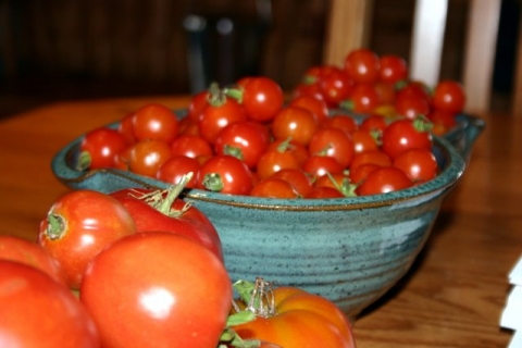 Tomato harvest, September 16