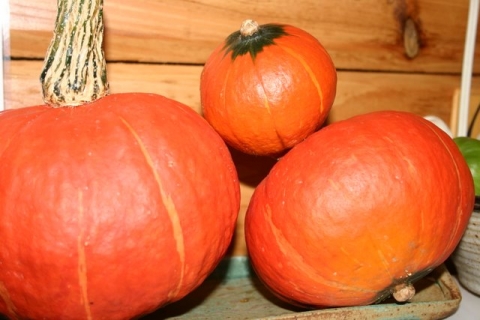 Kabocha squash ready for the market