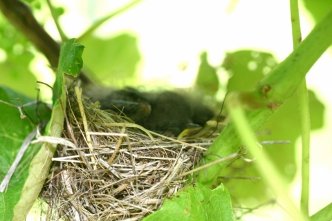 Tree sparrow nest in a grapevine.