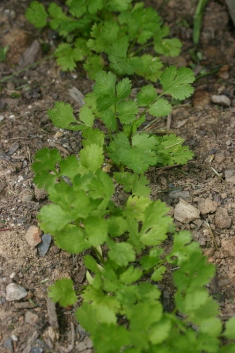 Cilantro.