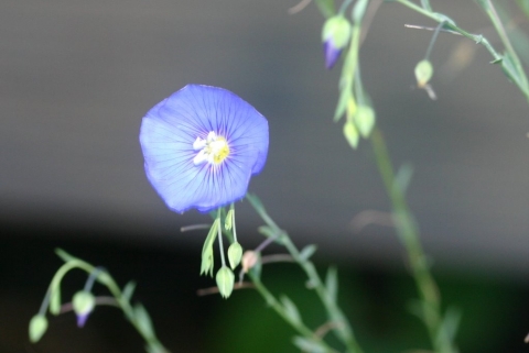 Wild Blue Flax.