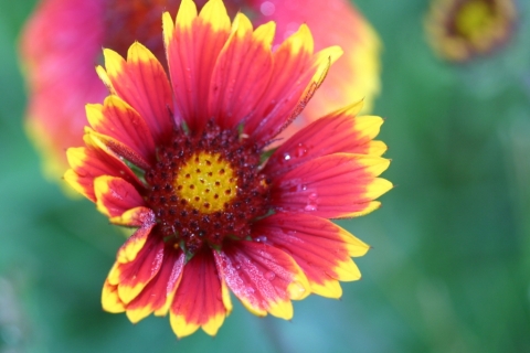 Indian Blanket.
