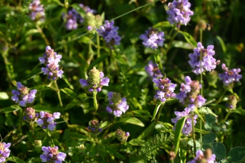 Heal All is abundant this year!