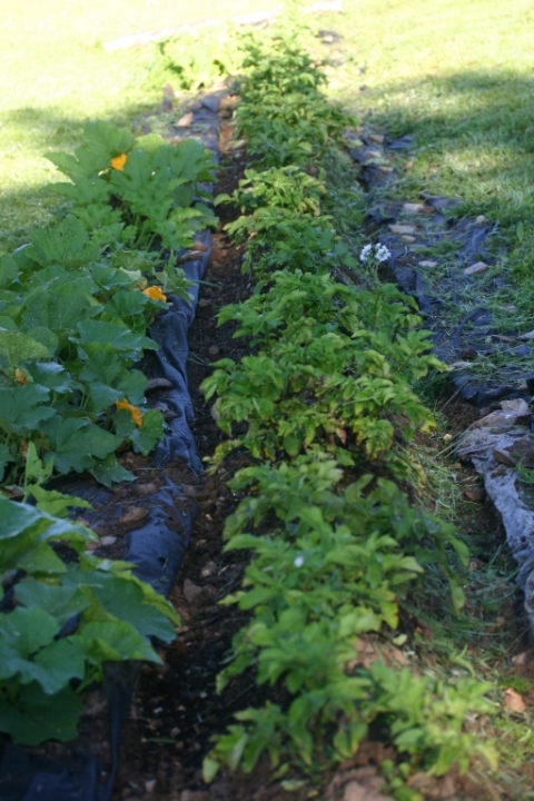 Potato/Pumpkin Patch.