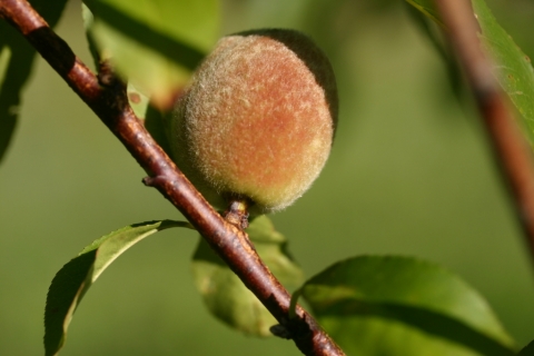 Persimmon.