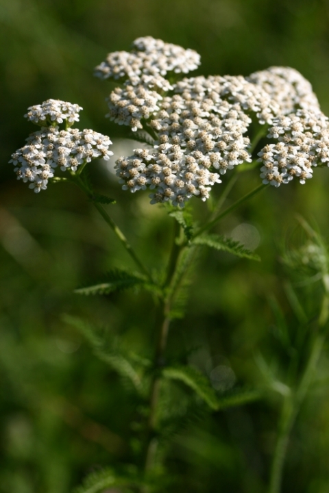 Yarrow.