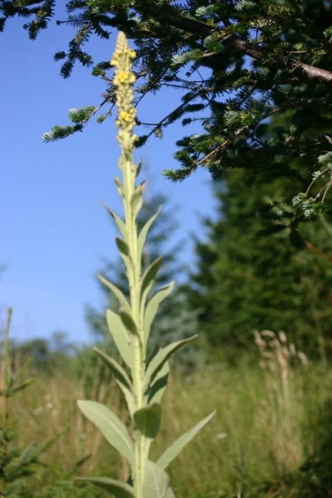 Common mullein.