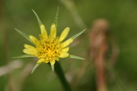 Yellow salsify.