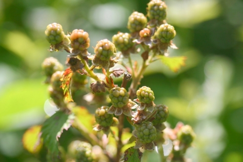 Wild blackberries.