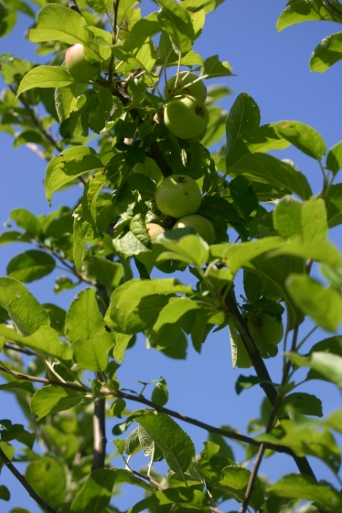 Apples in the young orchard!