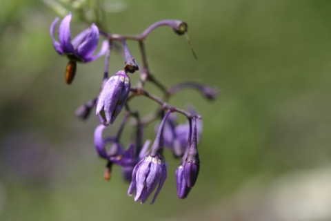 Bittersweet Nightshade.