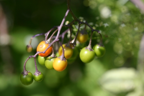 Bittersweet Nightshade fruit.