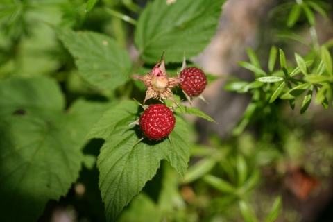 Wild Black Raspberry.