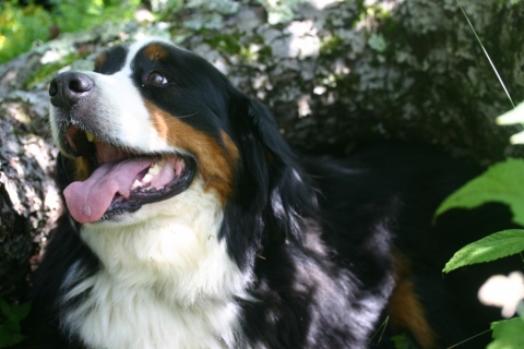 Cosmo nestled against "Larry," one of the old apple trees.