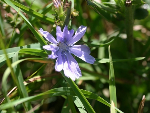 Chickory.