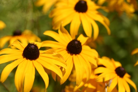 Blackeyed Susan.