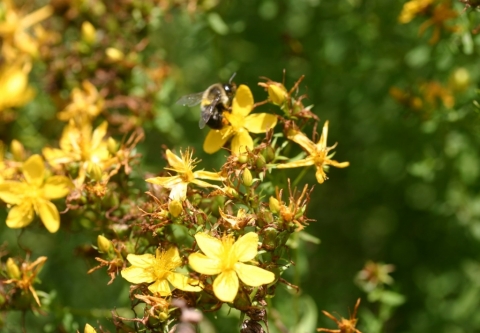 Busy bee on St. John's Wort.