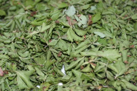Wild strawberry leaves, drying.