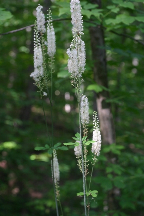 Black cohosh.
